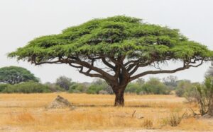 The Acacia Tree